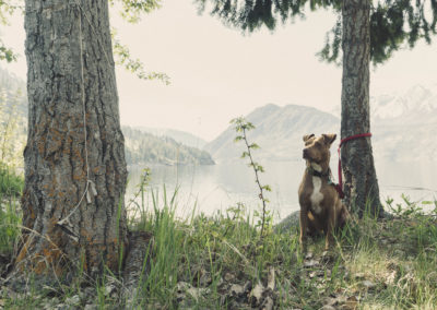 dog backpacking in washington state mountains north cascades